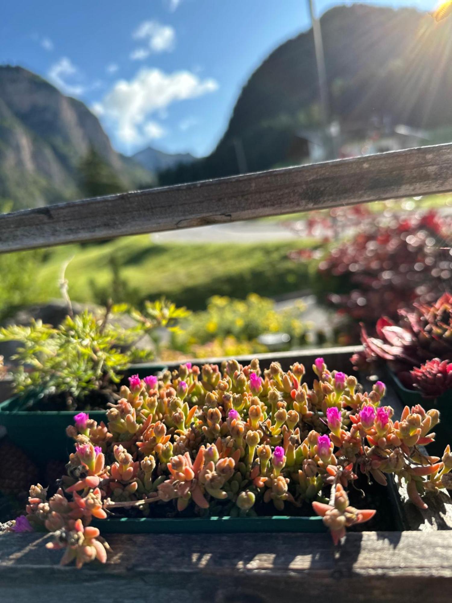 Garni Villa Erna Selva di Val Gardena Extérieur photo